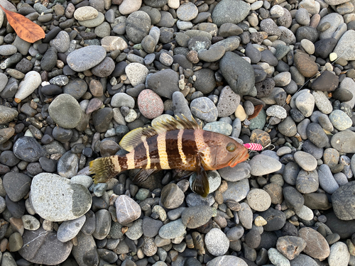 アオハタの釣果