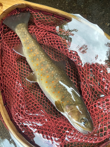 イワナの釣果