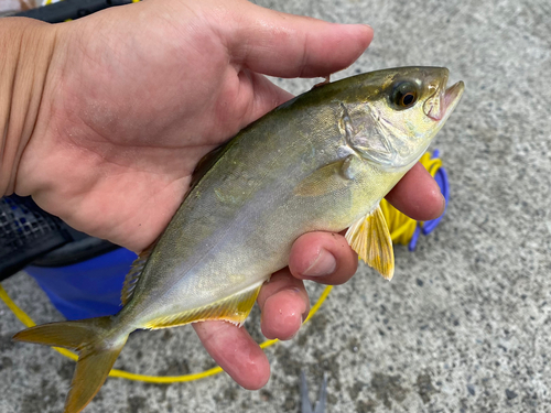 ショゴの釣果