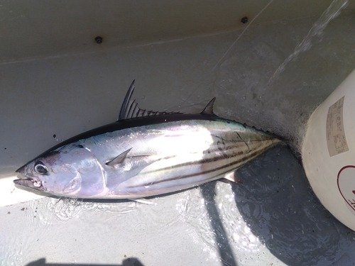 カツオの釣果