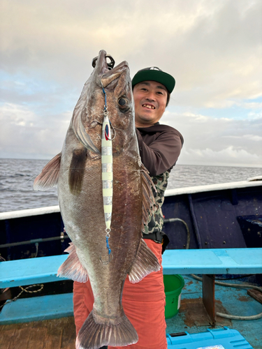 アラの釣果