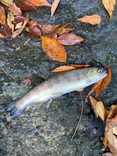 ヤマメの釣果