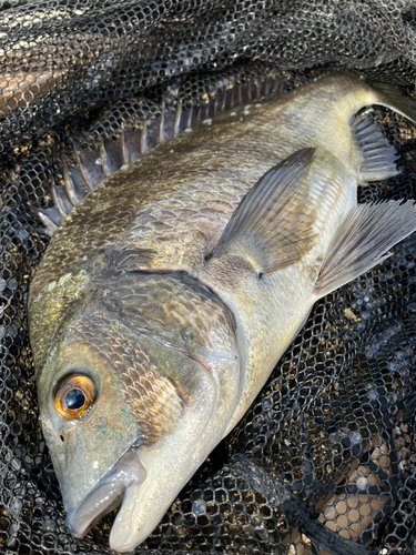 クロダイの釣果