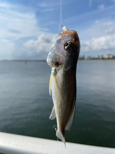 イシモチの釣果