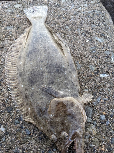 ヒラメの釣果