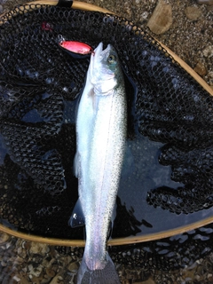 ニジマスの釣果