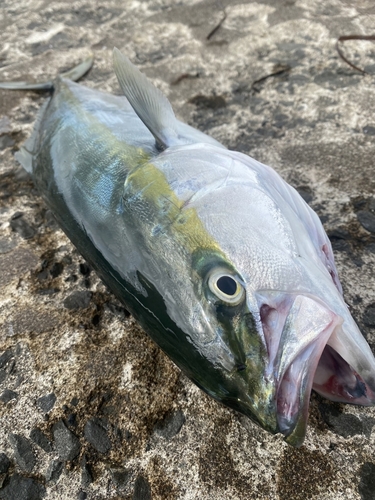 イナダの釣果