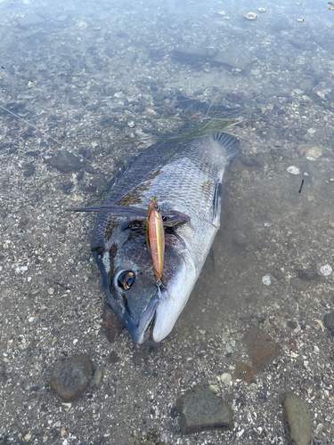 チヌの釣果