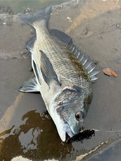 チヌの釣果