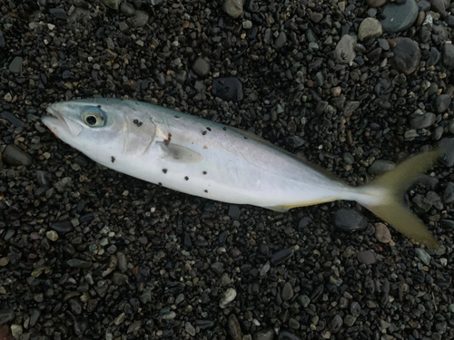 ワカシの釣果