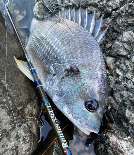 キビレの釣果