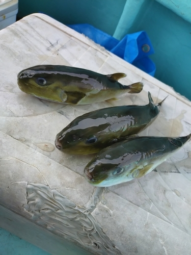 シロサバフグの釣果