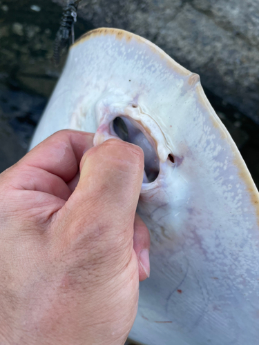 ツバクロエイの釣果