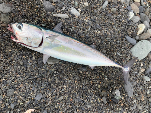 マルソウダの釣果