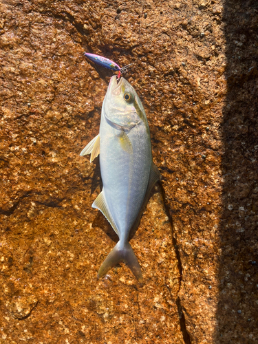 ショゴの釣果