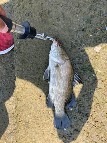 アカメの釣果