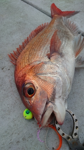 マダイの釣果