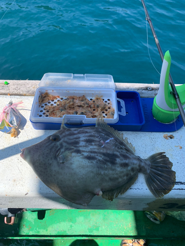 タコの釣果