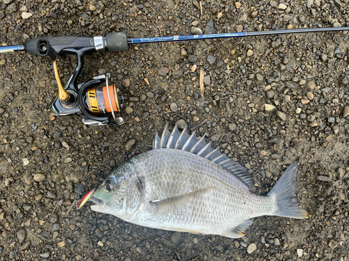 キビレの釣果