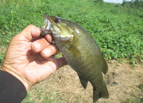 スモールマウスバスの釣果