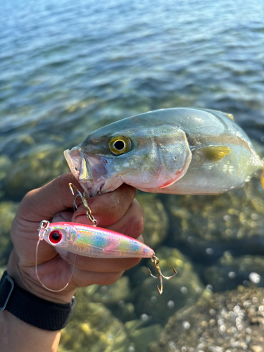 ヤズの釣果