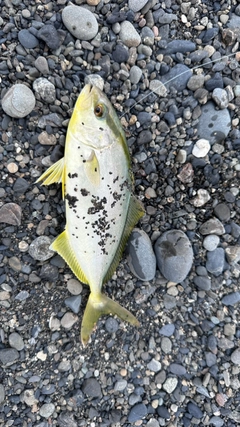 ショゴの釣果