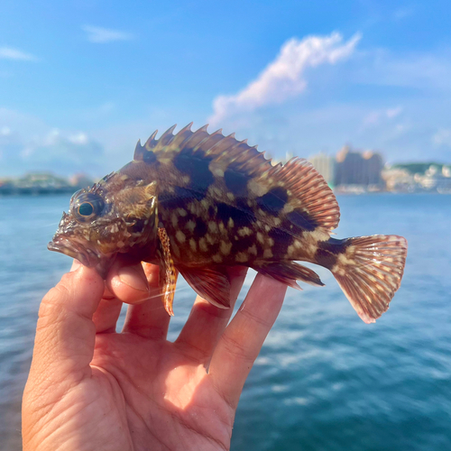 カサゴの釣果