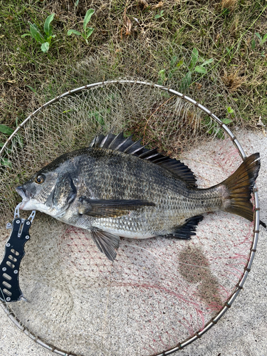 クロダイの釣果