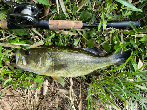 ラージマウスバスの釣果