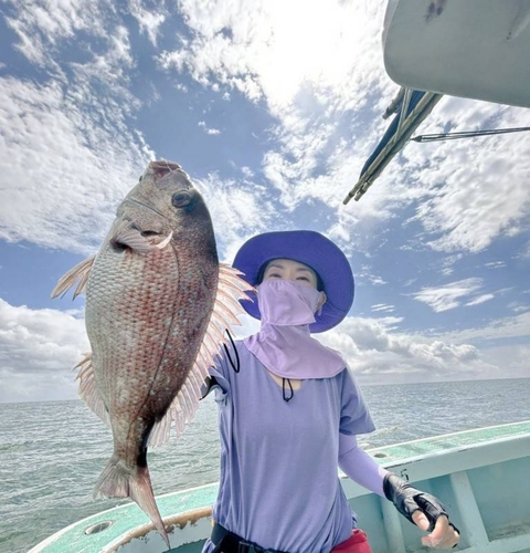 マダイの釣果