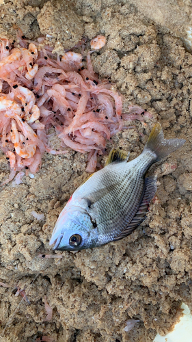 キビレの釣果