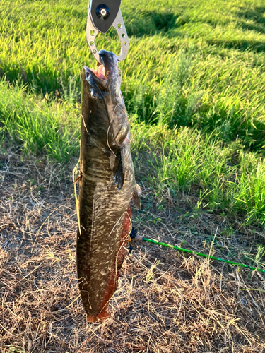 マナマズの釣果