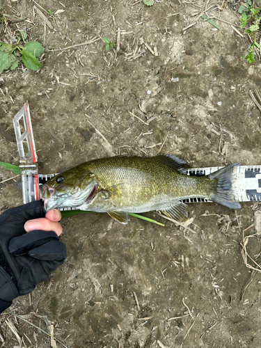 スモールマウスバスの釣果