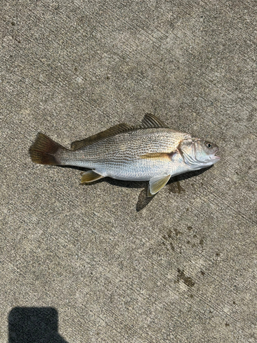 ニベの釣果