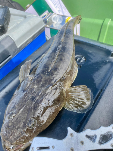 マゴチの釣果