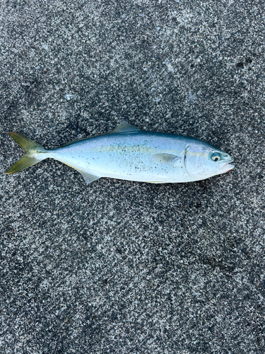 ワカシの釣果