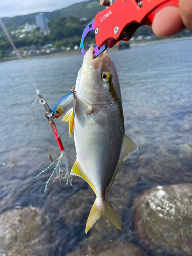 ショゴの釣果