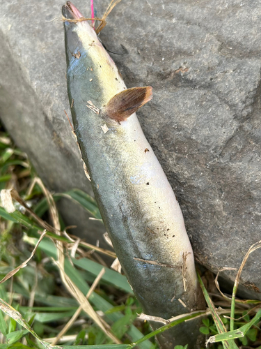 アナゴの釣果