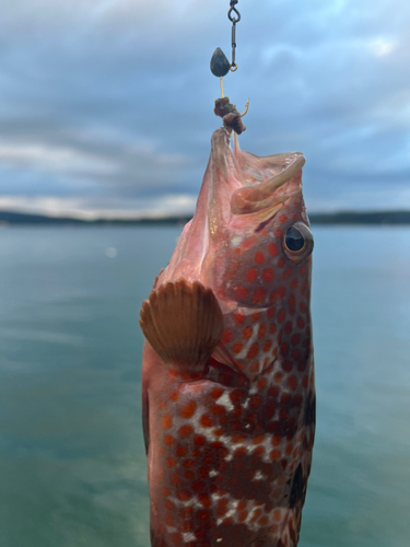 キジハタの釣果