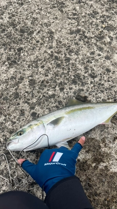 イナダの釣果