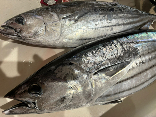 カツオの釣果