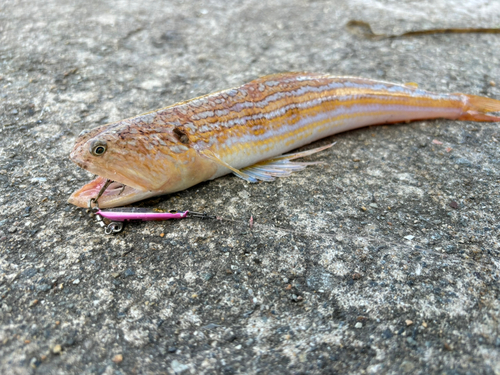 ツバスの釣果