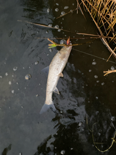 ニゴイの釣果