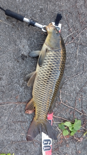 コイの釣果