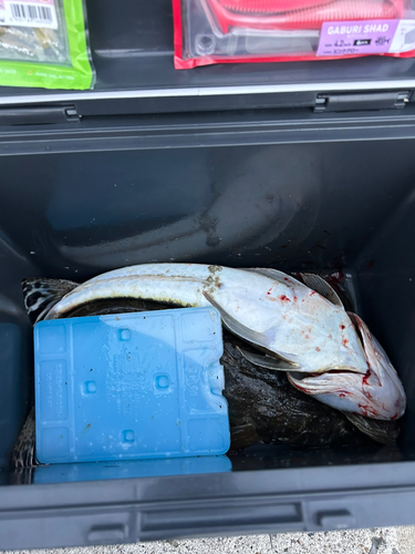 マゴチの釣果