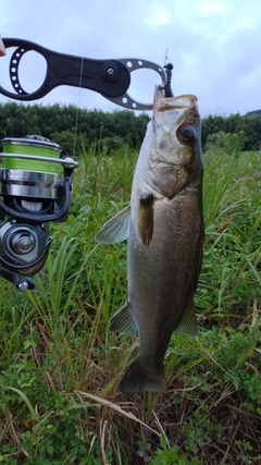 スズキの釣果