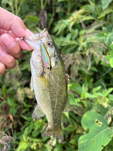 ラージマウスバスの釣果