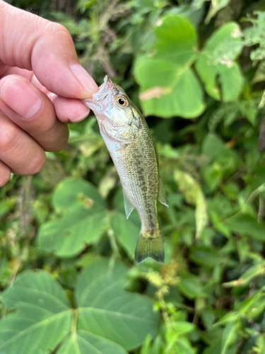 ラージマウスバスの釣果