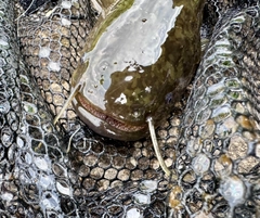 ナマズの釣果