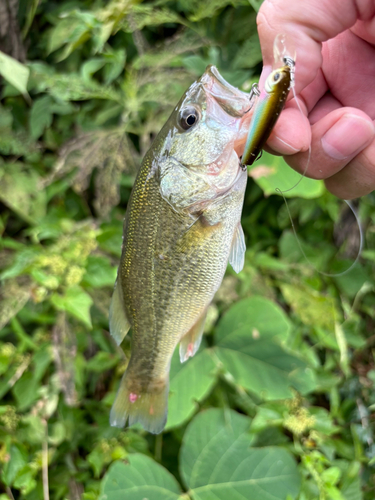 ラージマウスバスの釣果